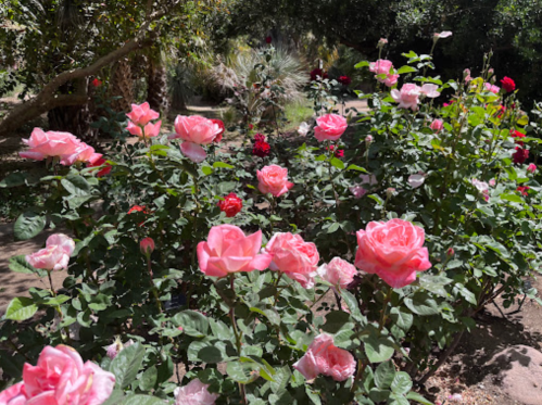 A vibrant garden filled with blooming pink roses among lush green foliage.